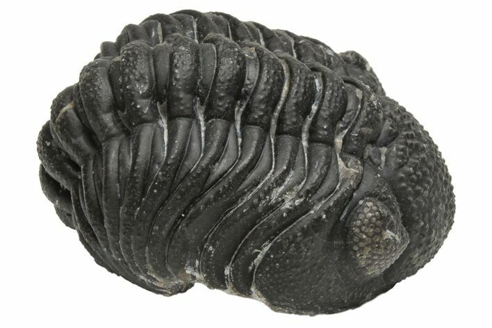Wide Morocops Trilobite - Morocco #224210